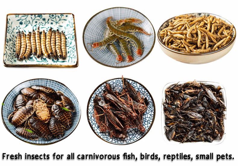 fresh insects feed for fish