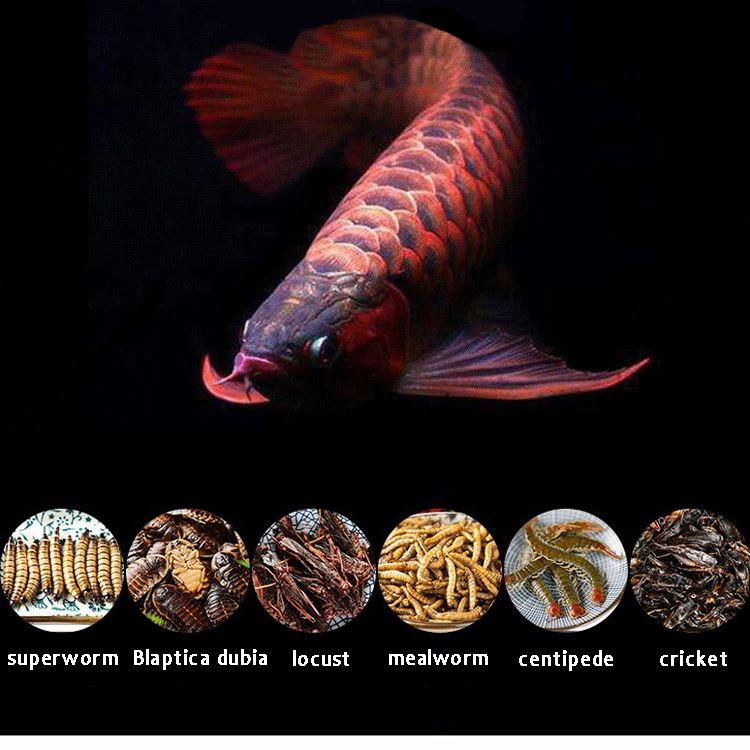 arowana fish food