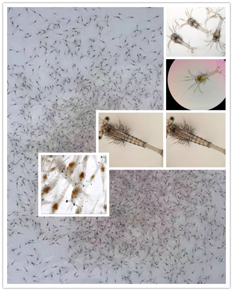 Micro-encapsulated shrimp larval feed as an Artemia replacer for Zoea to Mysis stages Micro-encapsulated shrimp larval feed as an Artemia replacer for Zoea to Mysis stages