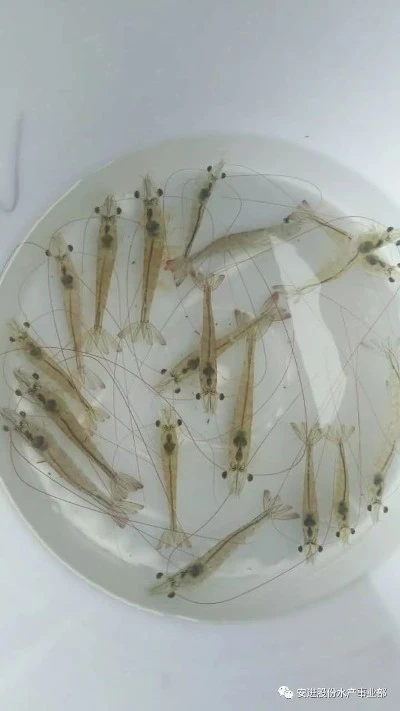 whiteleg shrimp cultivating in China whiteleg shrimp cultivating in China
